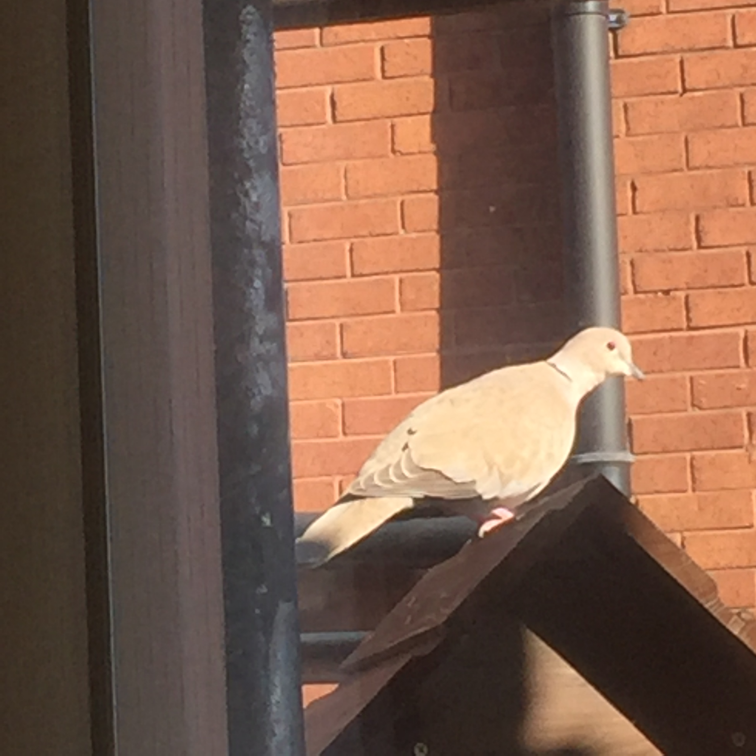 wood pigeon on top of the bird feeding house.
